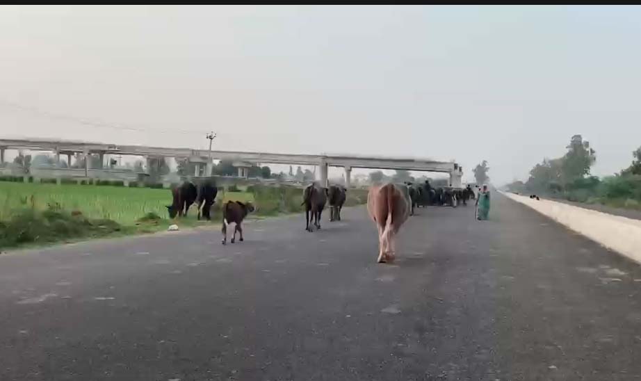 PunjabKesari